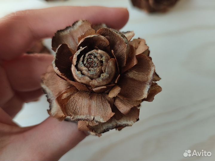 Шишки гималайского кедра