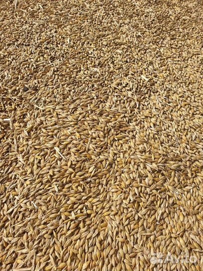 Пшеница Ячмень, овес