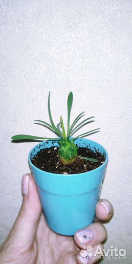 Суккуленты 1