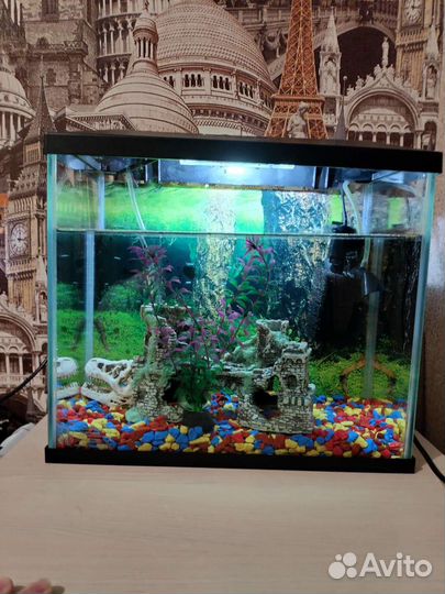 Аквариум