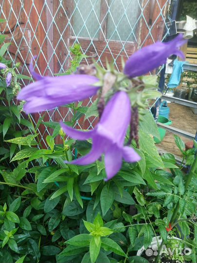 Цветы многолетники