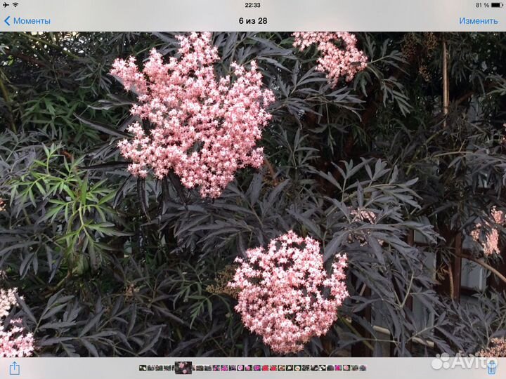 Декоративные кустарники и бамбук