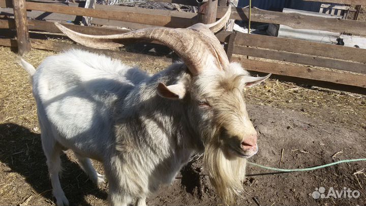 Продам козла