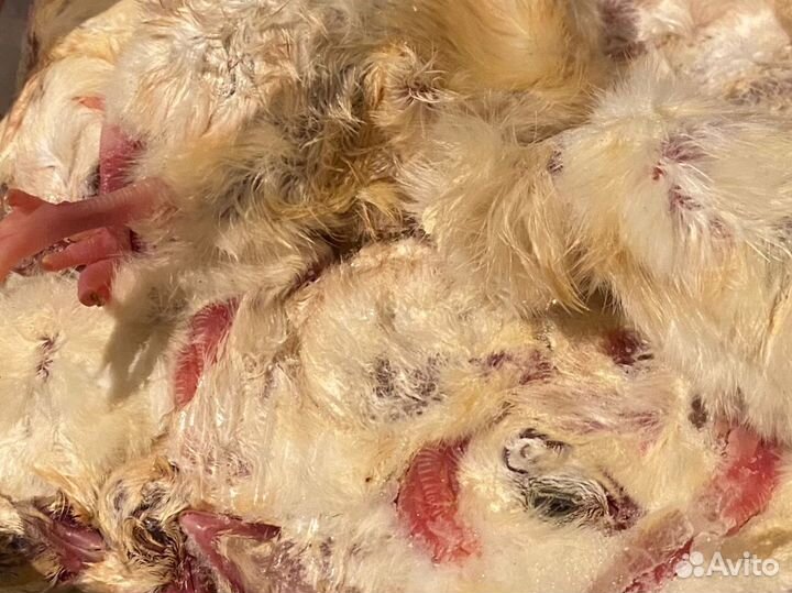 Замороженные суточные цыплята