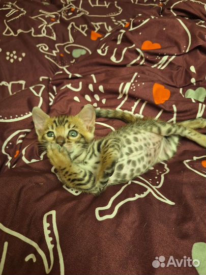Бенгальский котёнок