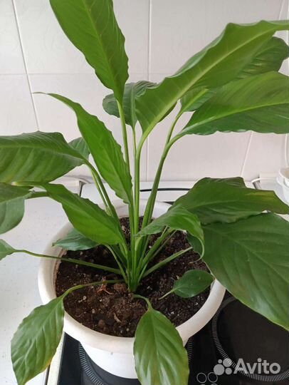 Спатифиллум или женское счастье