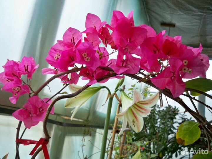 Саженцы лепедеца др многлетние раст