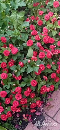 Бальзамин ванька мокрый