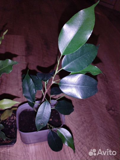 Комнатные растения