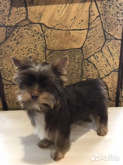 Йоркширский терьер