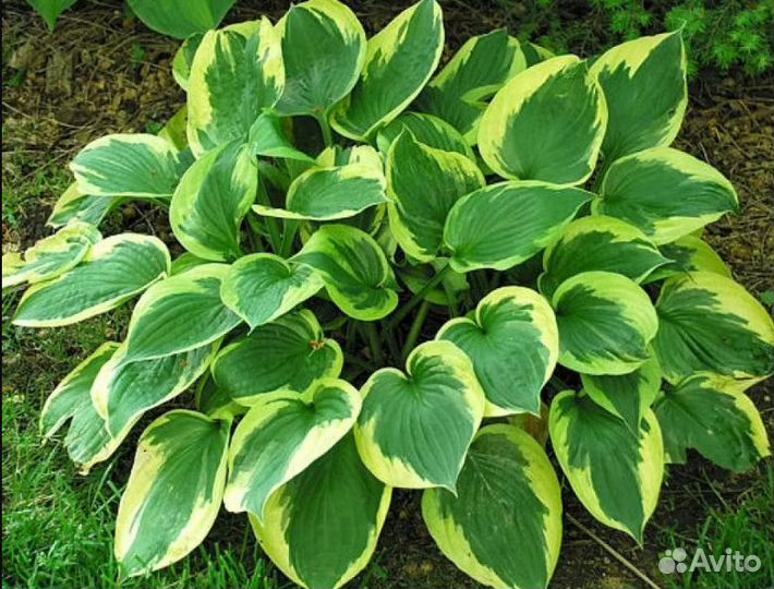 Многолетнее, садовое, декоративно лиственное расте