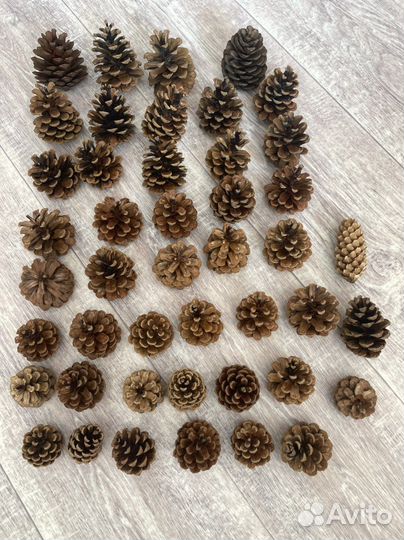 Шишки для поделок, декора интерьера