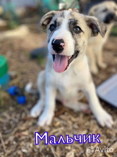 Щенки ищут дом