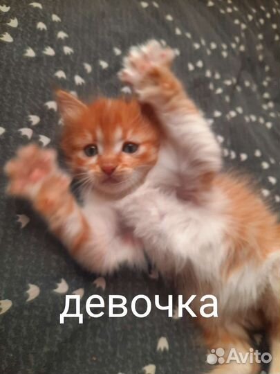 Котята в дар