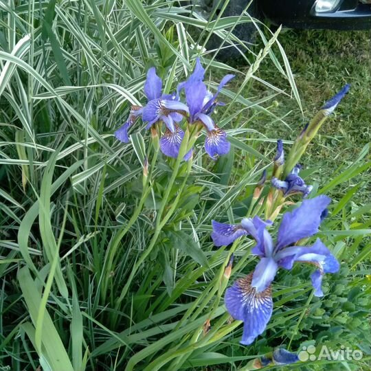 Цветы садовые многолетние