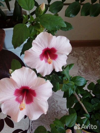 Китайская роза или гибискус