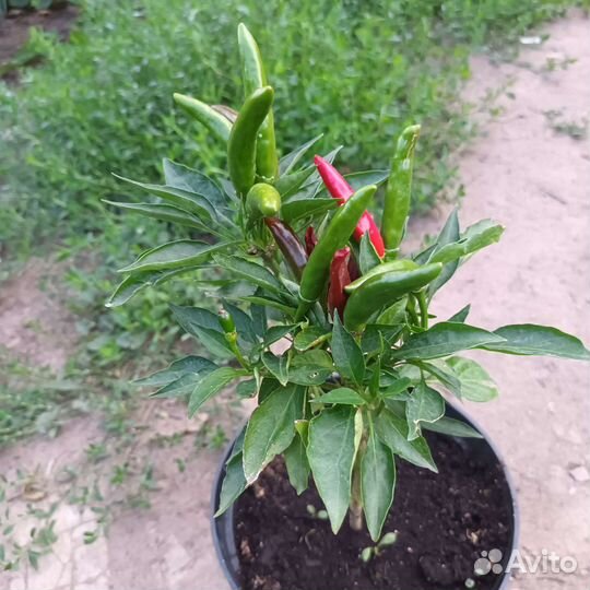 Острый перец, сорта разные