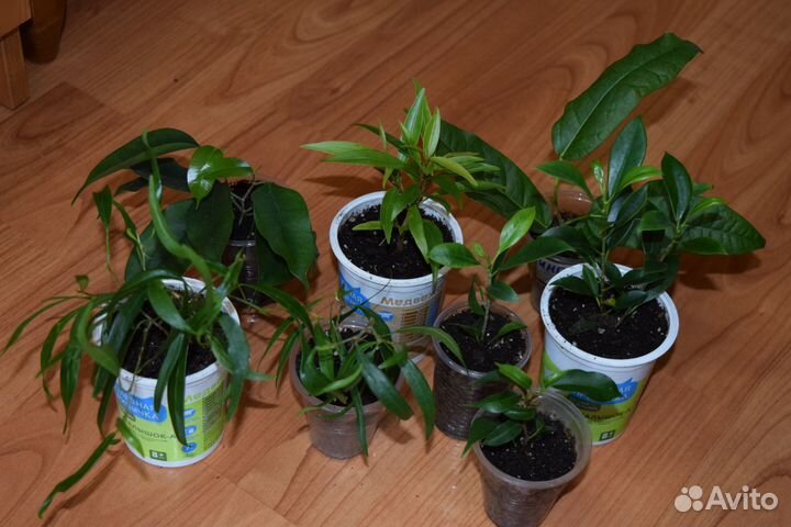 Фикусы 3