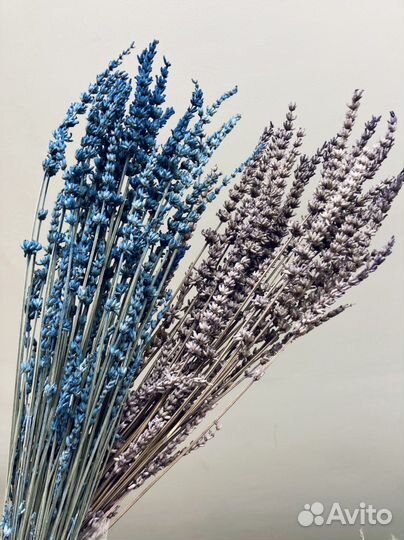 Лаванда стабилизированная и сухоцветы