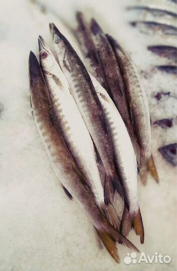 Готовый бизнес под ключ свежая и морская рыба