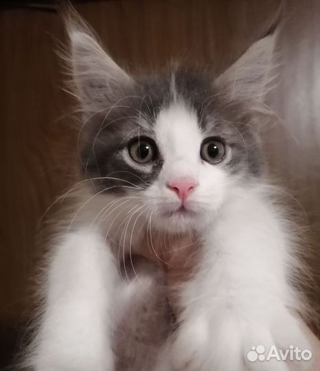 Котята мейн-кун