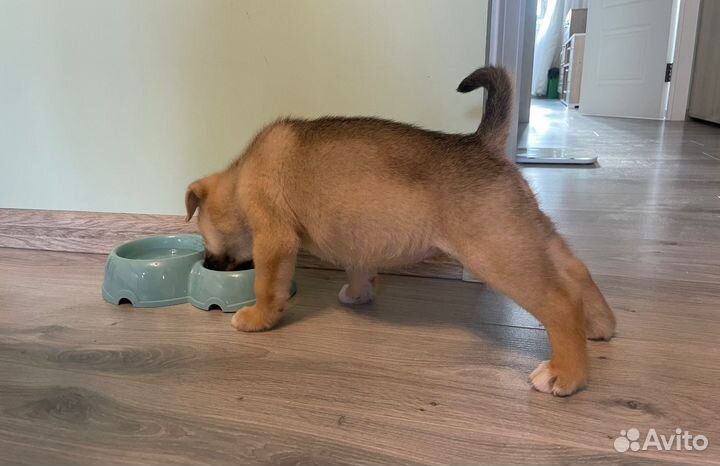 Щенок Джек-расссел терьер и басенджи