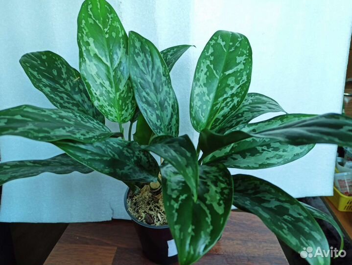 Комнатные цветы. Аглаонемы