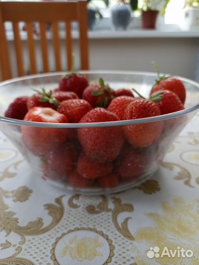 Рассада клубники