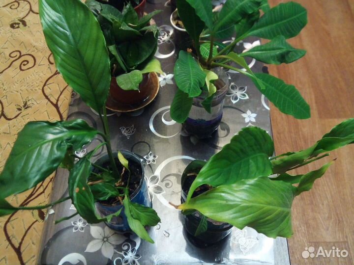 Молочай, спатифиллум, сансевеерия