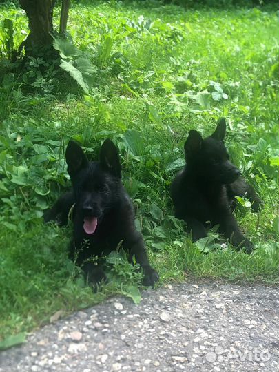 Продаю щенков черной овчарки