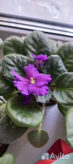 Сортовые фиалки, мини