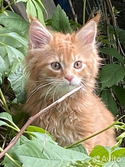 Мейн-кун котята