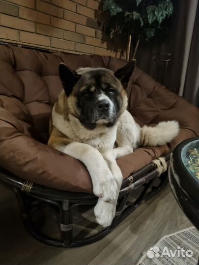 Американская акита вязка