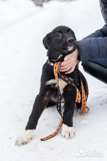 Милейшие щеночки, 3 мес