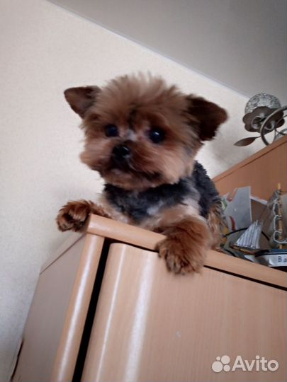 Вязка для декорашек (невест)