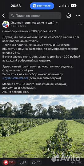 Малина самосбор (крупная)