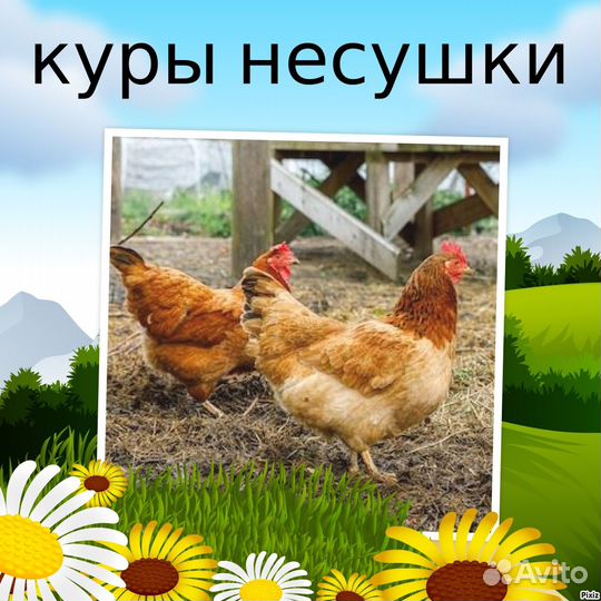 Куры молодки несушки