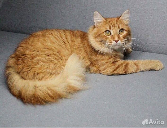 Рыжий пушистый котик ищет дом (бронь)