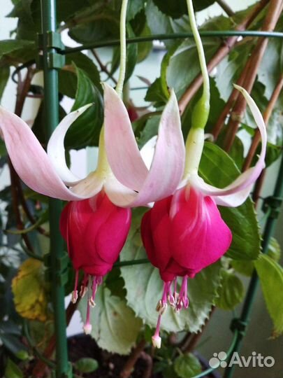 Фуксии сортовые