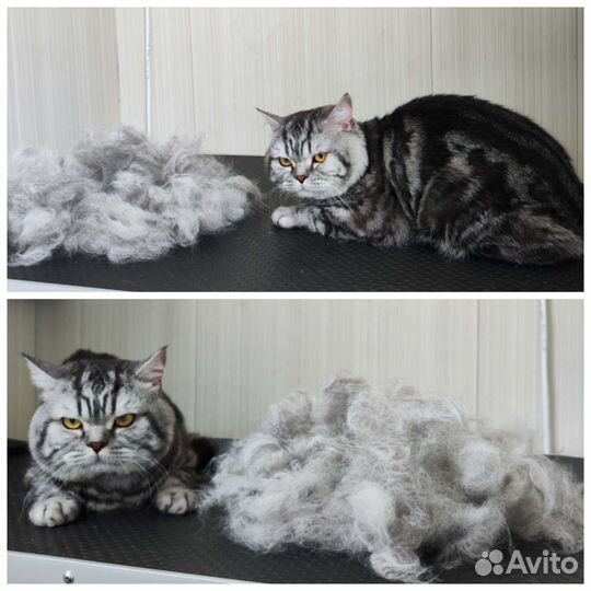 Груминг. Уход за животными