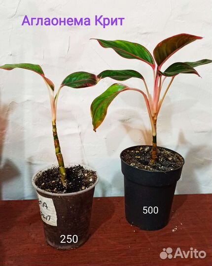 Растения для дома (юкка, ананас, агла, драцена