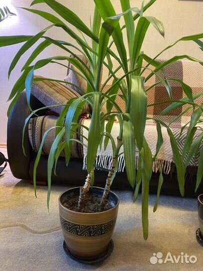 Юкка в керамическом горшке