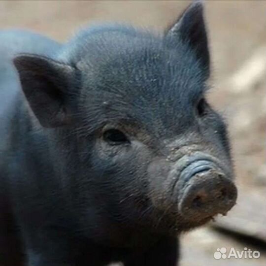 Вьетнамские вислобрюхие поросята