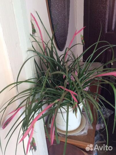 Бильбергия