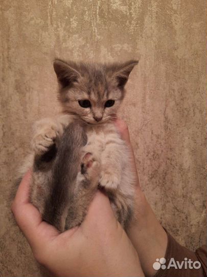 Котенок шотландский девочка