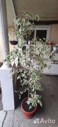 Фикус Бенджамина