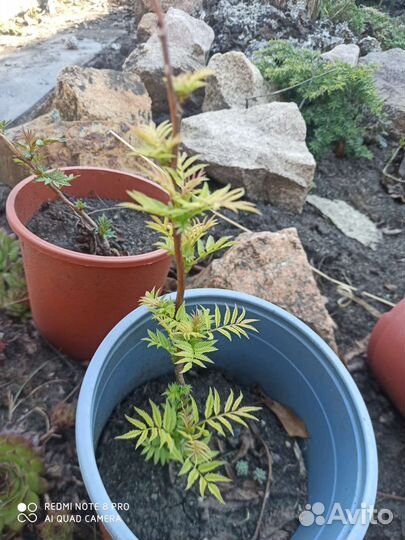 Рябинник рябинолистный