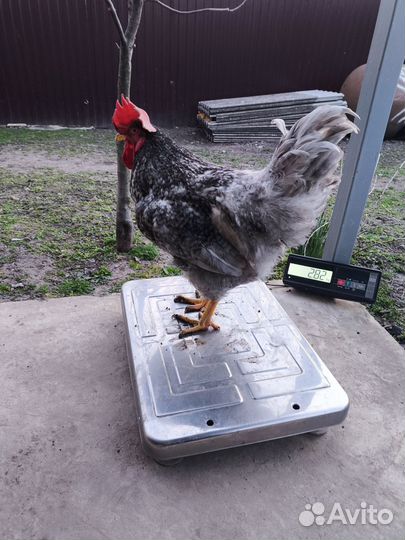 Петухи домашние живым весом