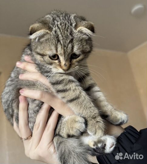Шотланская кошечка котенок
