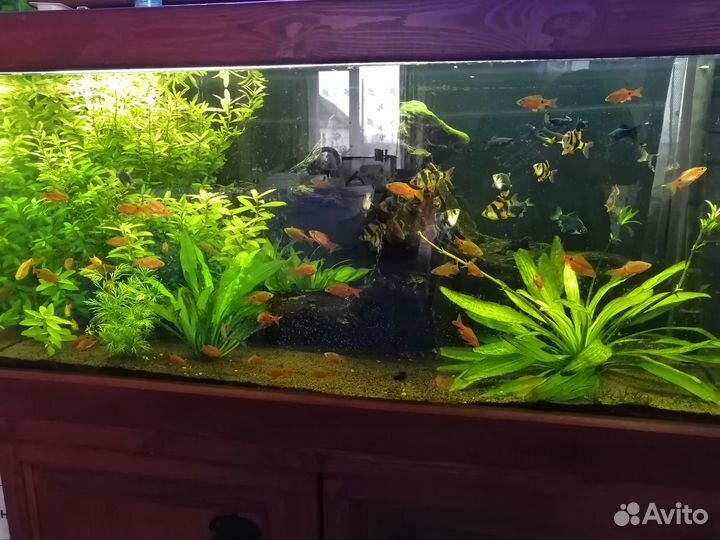Аквариум